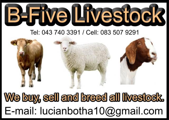B-Five Livestock